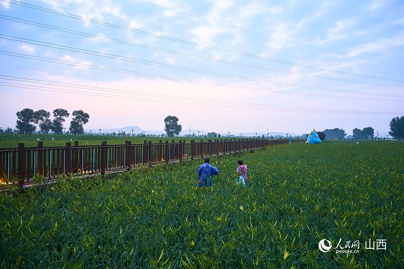 湖南津之源黄花生产基地
